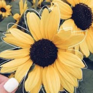 Meet your Posher, Alanis